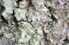 Lecanora expallens