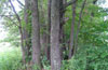 Группа дубов в Битцевском лесу