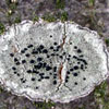 Lecidella Elaeochroma Lecidella Elaeochroma